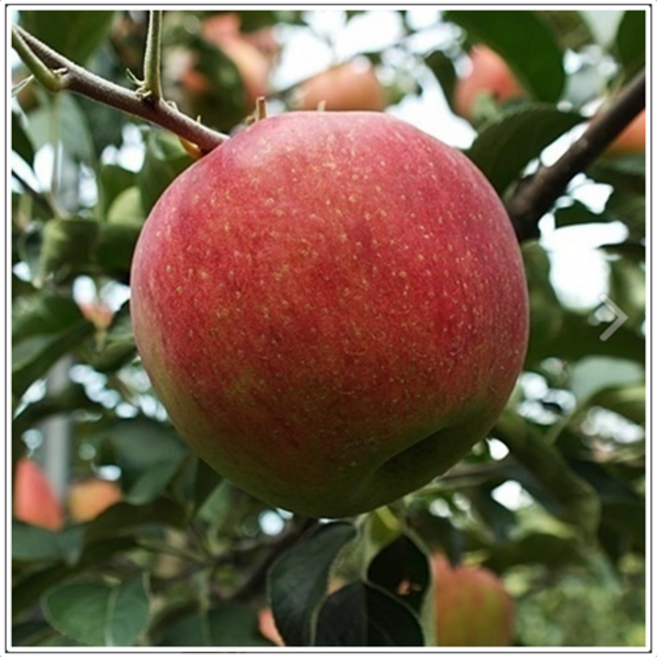 산지직송 싱싱한 소미네 꿀사과~ 25년 햇사과 부사, 1박스, 7.가정용 흠과 5kg 대과