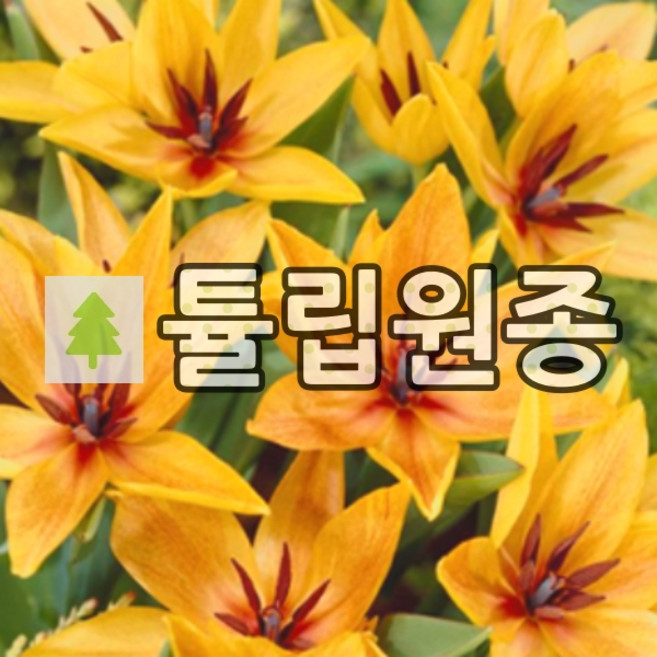 튤립원종 꽃구근 프레스탄스 쇼군 20개묶음
