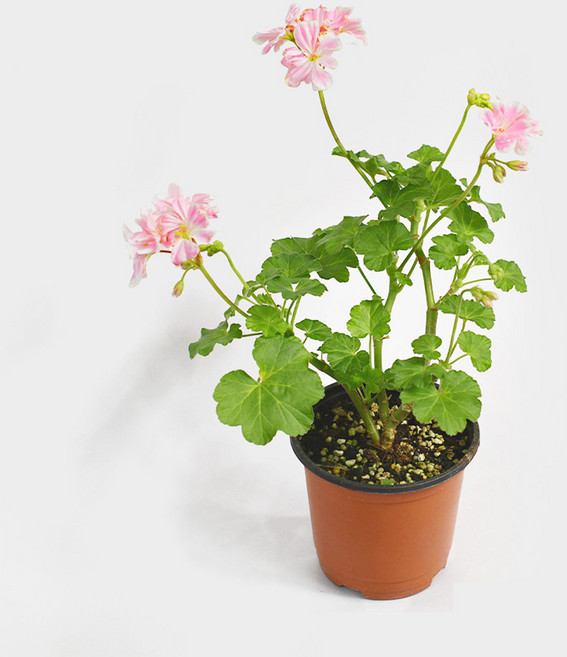 마이플랜트 사가 제라늄 소형 야생화, 3개