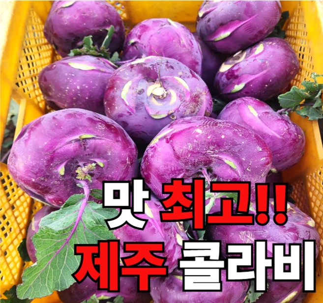 <가람> 콜리브리 품종 제주산 특품 콜라비 타사와 다른 신선함, 1개, 3kg