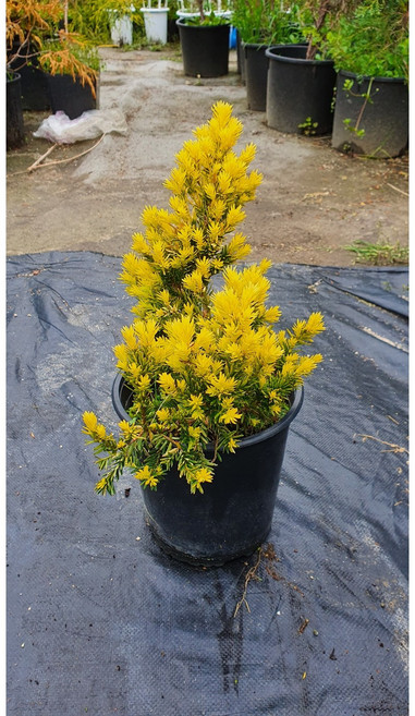 황금주목 30~40cm 5개 (쿠팡1등트리팜)(여기가젤저렴해요)(품질보장), 폭30~40cm