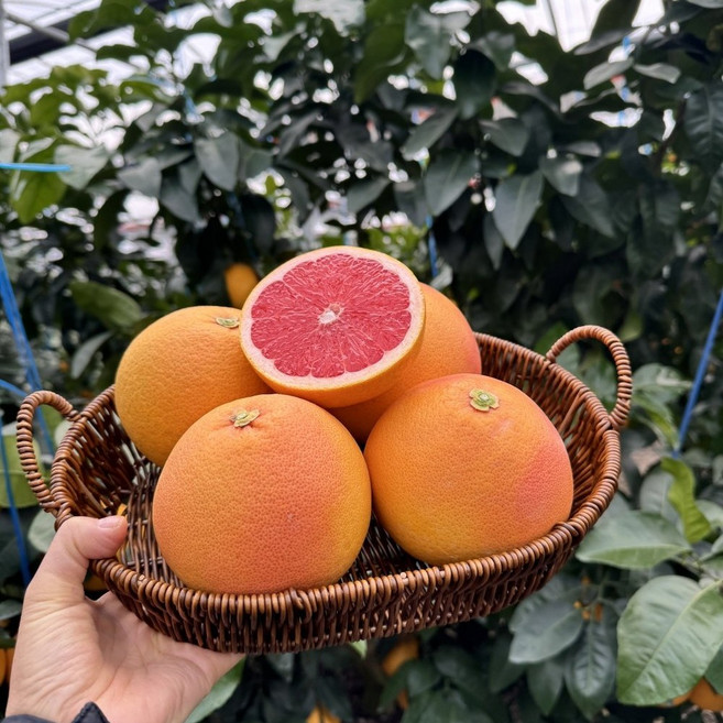 [제니네 제철과일] 산지직송 제주 자몽 스타루비 제철 새콤달콤, 1개, 특대과 3kg(실2.5kg) 5과 내외