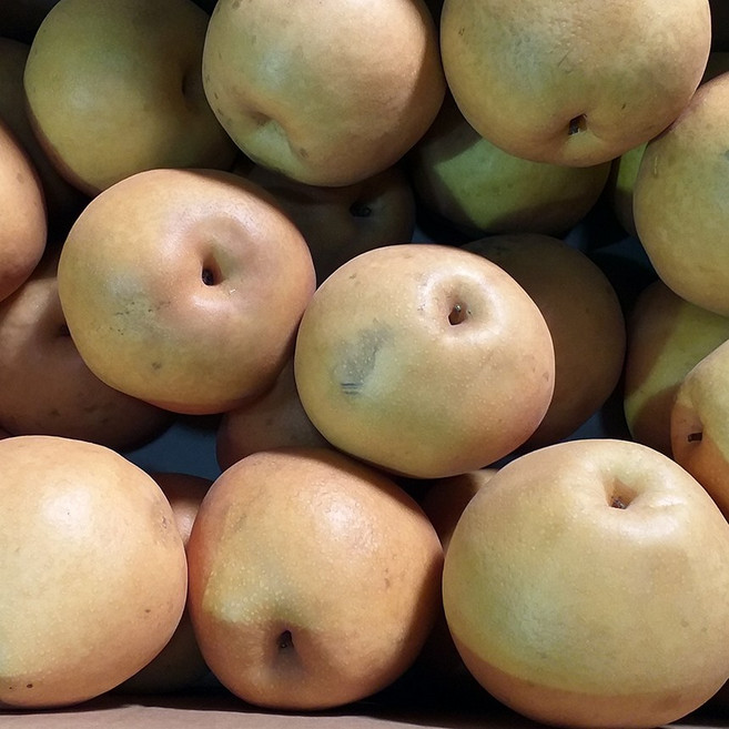 나주로농산 자연진리 나주배 가정용, 1개, 나주배 가공배 15kg 배즙양념용으로만 구입