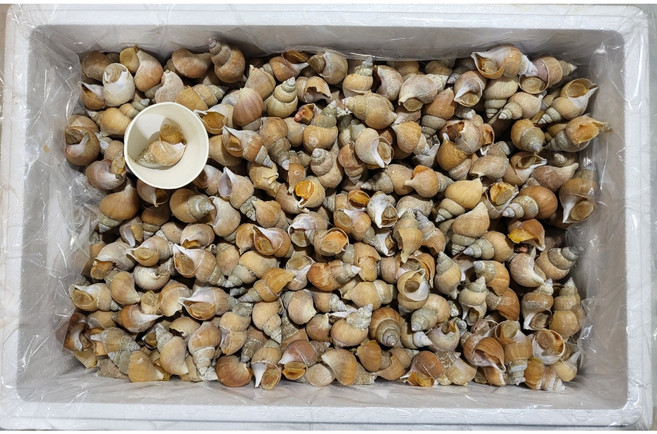 포항 동해안 자연산 급냉 백고동 백골뱅이 업소용 소 중 대 10kg, 1개, 급냉 백고동 10kg(소)