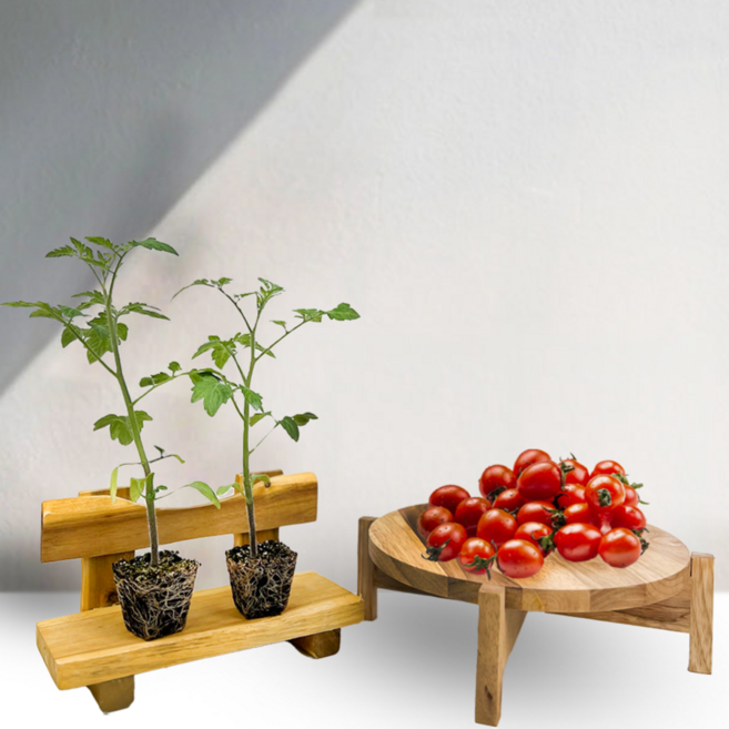 접목 대추방울토마토모종 / 티움육묘장, 5개, 접목방울토마토