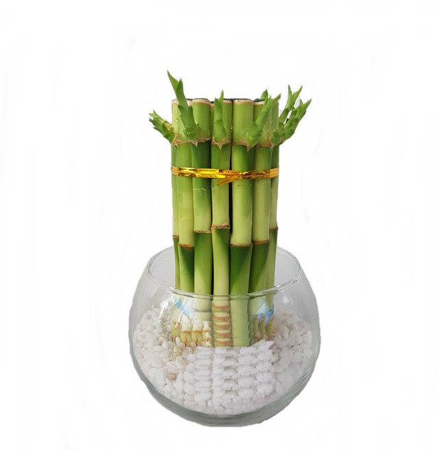 트리앤 1+1 푸딩병 개운죽 / 단지(1개) 아이비식물 테이블야자 천냥금 행운목 산데리아 홍콩야자 수경식물 수경재배, 88. 단지 원통 개운죽(흰색) 1개, 1개