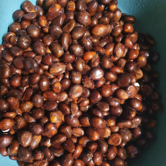 유기농 완도 비파씨앗 1kg, 1개