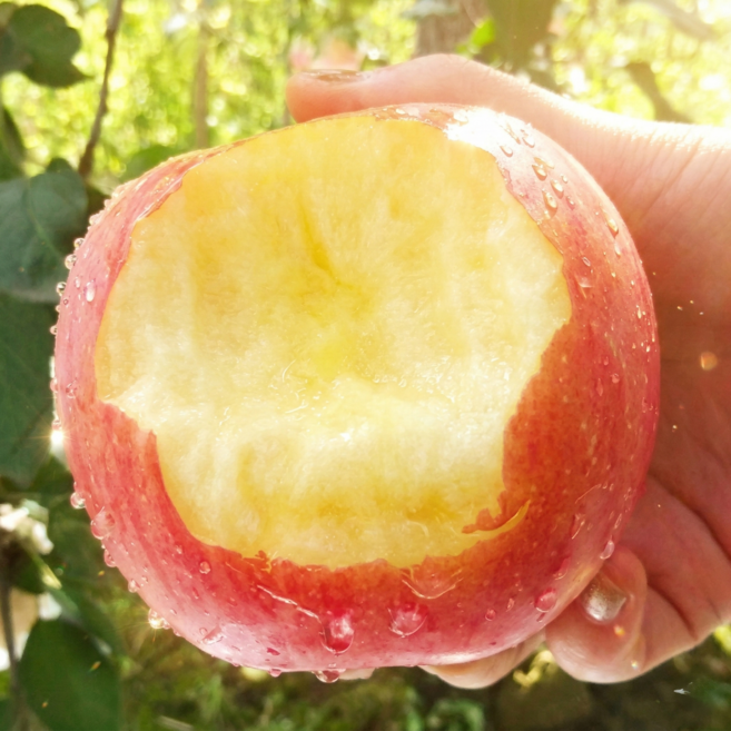 [마감초특가] 30박스한정 고당도 청송사과 꿀사과, 1박스, 5kg