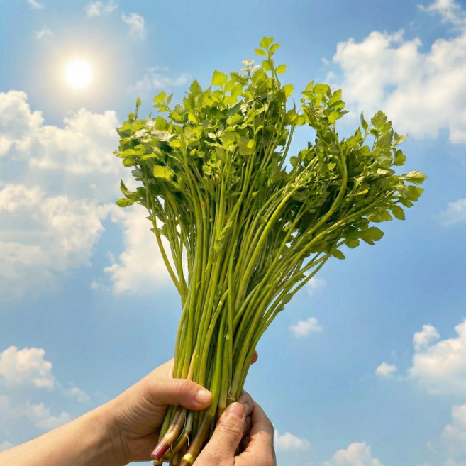 [타임특가] 최고급 청도 미나리 특품, 1kg, 1박스