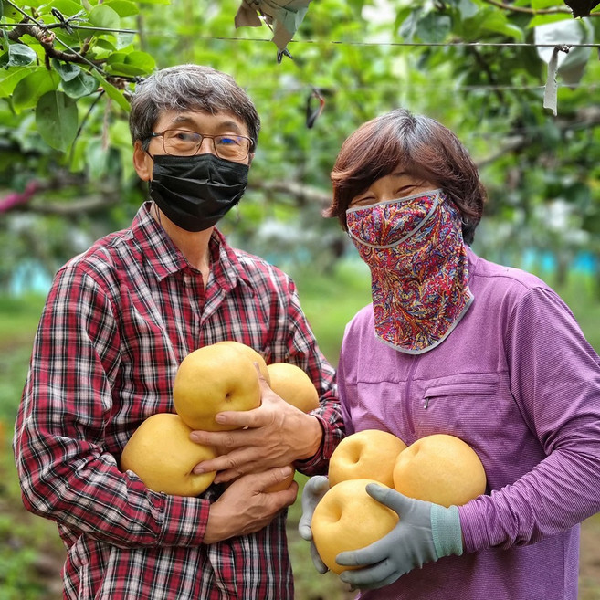 팔도명인 나주 고당도 신고배, 1박스, [특대과] 햇 나주배 5kg(가정용/5-7과)