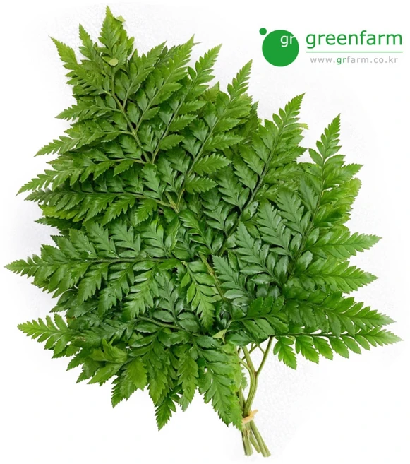 [싱싱채소 그린팜] 노무라 1단 (5-7개), 10g, 1개 - 쿠팡