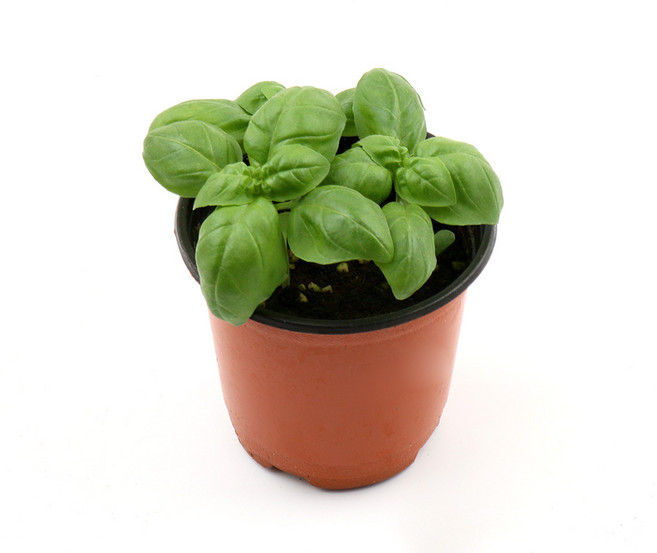 갑조네 바질 생화 공기정화식물 허브 화분 생바질, 2개