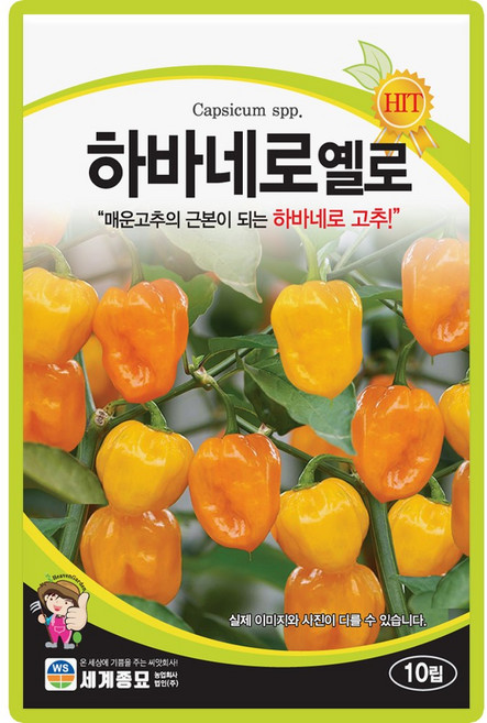 하바네로옐로 10립 / 씨앗 종자 텃밭 채소 만생종 멕시코 원산, 1개