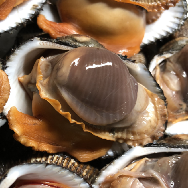 피꼬막 자숙살 (전라남도 여자만 특품 진공포장 1kg 1팩), 1개