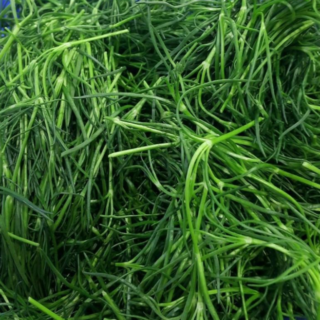 국내산 해남 산지직송 해풍 세발나물 최상품 2kg 4kg(박스포함) 알뜰농장, 1개