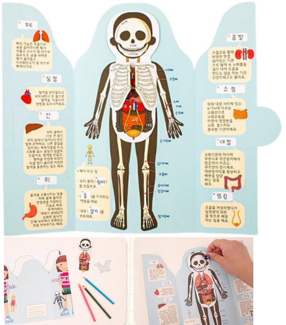 5인세트 인체탐험 팝업북만들기 초등 미술키트 어린이 북아트재료, 개별포장, 1개