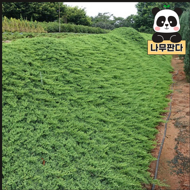 (나무판다) 좀눈향 나무 묘목 6치화분, 1개