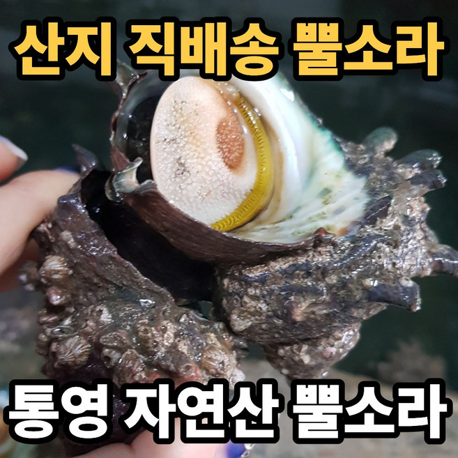 [통영 직배송] 자연산 특품 활 뿔소라, 1박스, 3kg