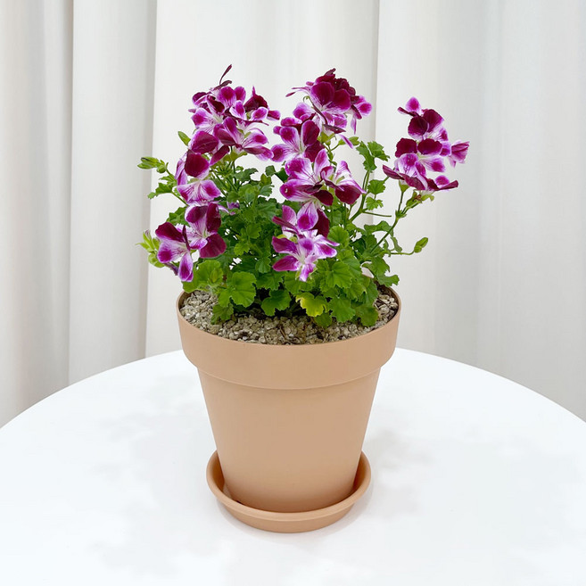 엔젤아이스 랜디 오렌지랜디 제라늄 미니 꽃화분 모종 키우기, F12.랜디, 1개