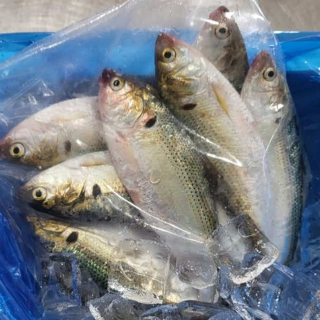 싱싱햇 국산 급냉 전어 구이용 냉동 가을전어, 1세트, 1kg(10-20미)