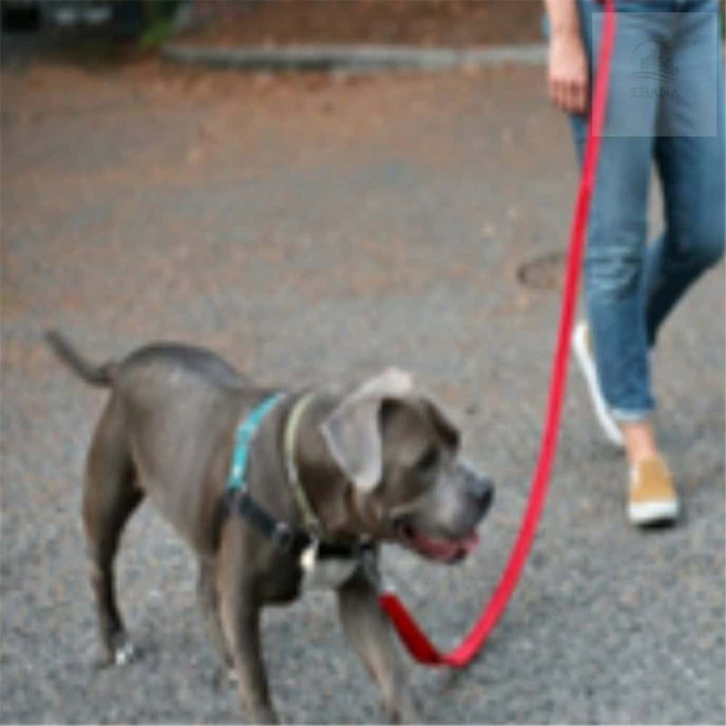 조은하나 허리에 묶는 리드줄 블랙 5m