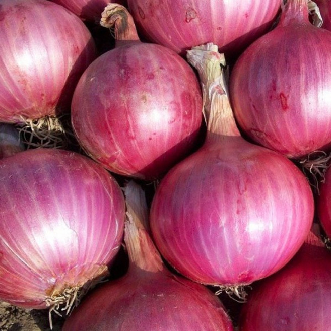 국내산 자색 양파 중량선택 / 산지직송, 1개, 자색양파3kg, 3kg