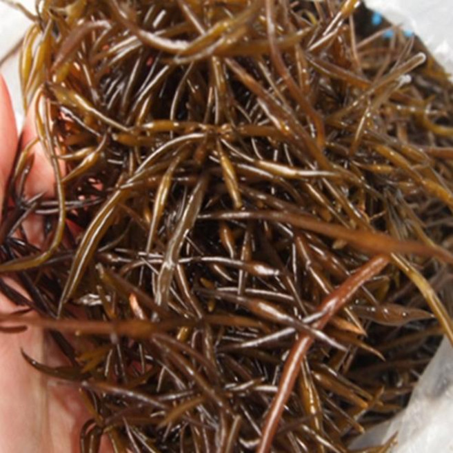 전복마을 자연산 생톳2kg, 단품