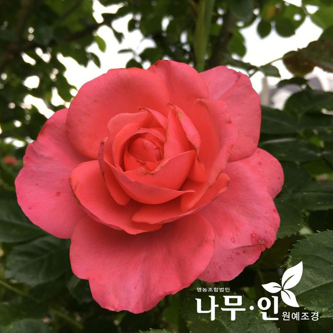 [나무인] 사계덩굴장미 줄장미 로잔나(분홍)