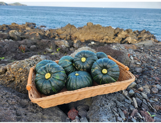 제주 미니 단호박 밤호박 농약불검출 로얄과, 1개, 단호박 로얄과 5kg