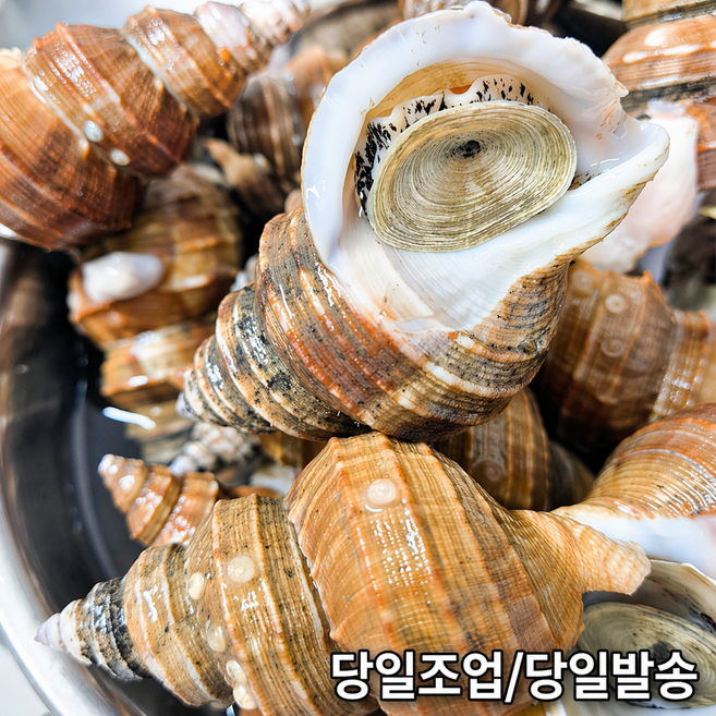 포항 생물 살고동 당일조업 싱싱한 상태로 산지직송 1kg, 1박스, 살고동 중소1kg 45미 내외