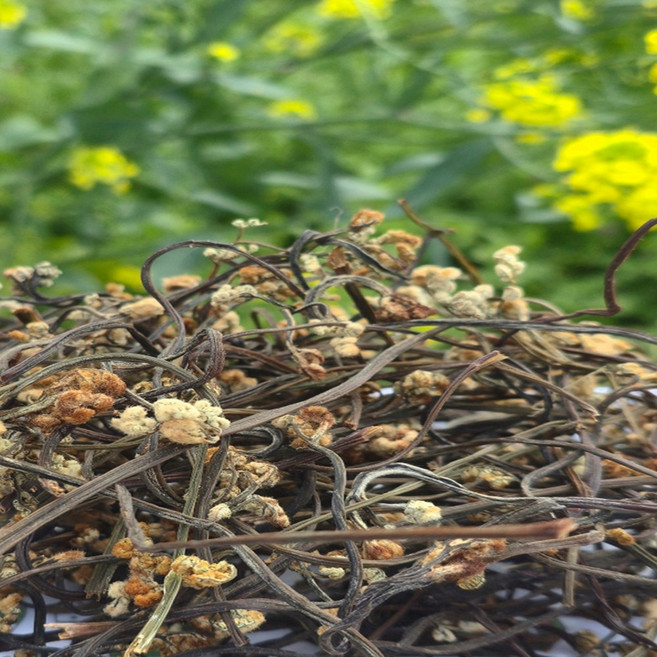 제주도 건고사리 말린 자연산고사리, 1개, 100g