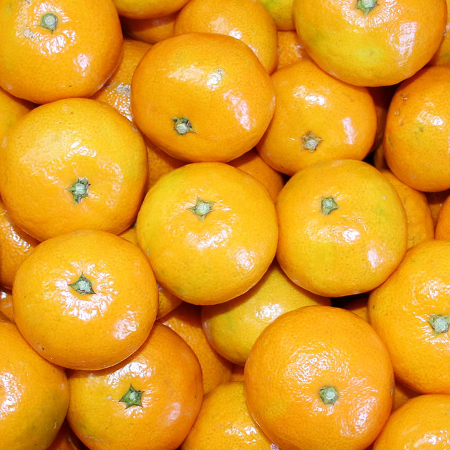 규리쥬와 맛 좋은 제주 제철 감귤, 1박스, 06.감귤 5kg 소과(2S)