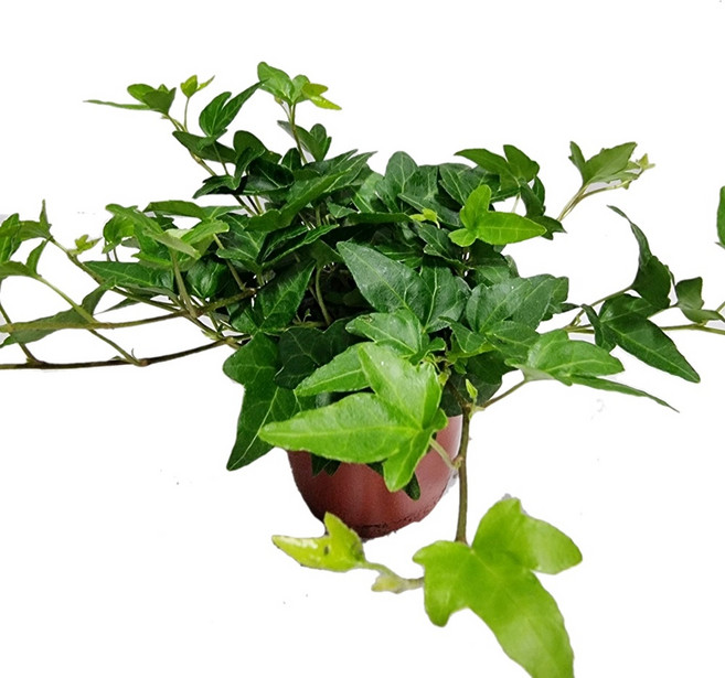 도도팜 아이비 식물 아이비나무 넝쿨 미세먼지제거 생화화분 공기정화식물 청아이비, 01. 아이비