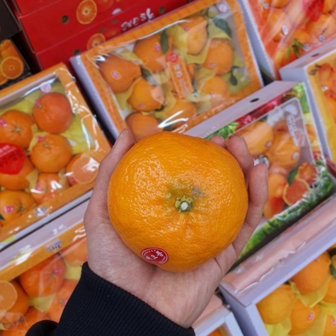 카라향 3Kg 5Kg 10Kg 수라향 천혜향 레드향, 1박스