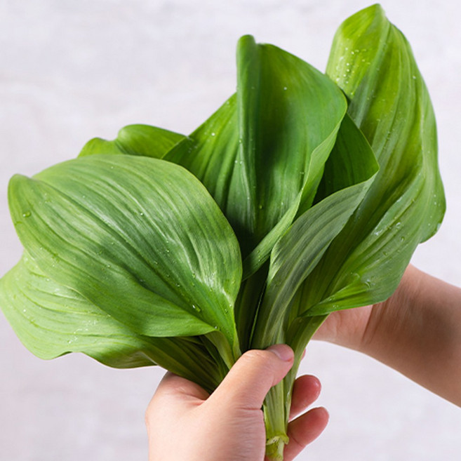 기간한정 딱한달 100%국내산 산지직송 생명이나물, 1개, 1kg