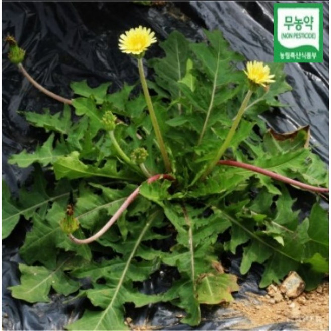 BRM 무농약 민들레 440g 생생정보 생민들레 민들래 민들레 뿌리 녹즙재료 즙용 주스 녹즙용 채소 야채, 1개