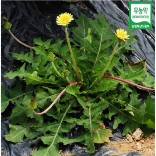 BRM 무농약 민들레 360g 생생정보 생민들레 민들래 민들레 뿌리 녹즙재료 즙용 주스 녹즙용 채소 야채, 1개 - 쿠팡