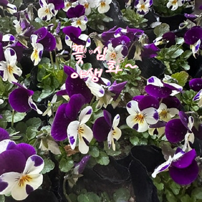 비올라 화이트점프업 일년초 봄장기개화 식용꽃 10cm화분묘 꽃심야생화, 6개