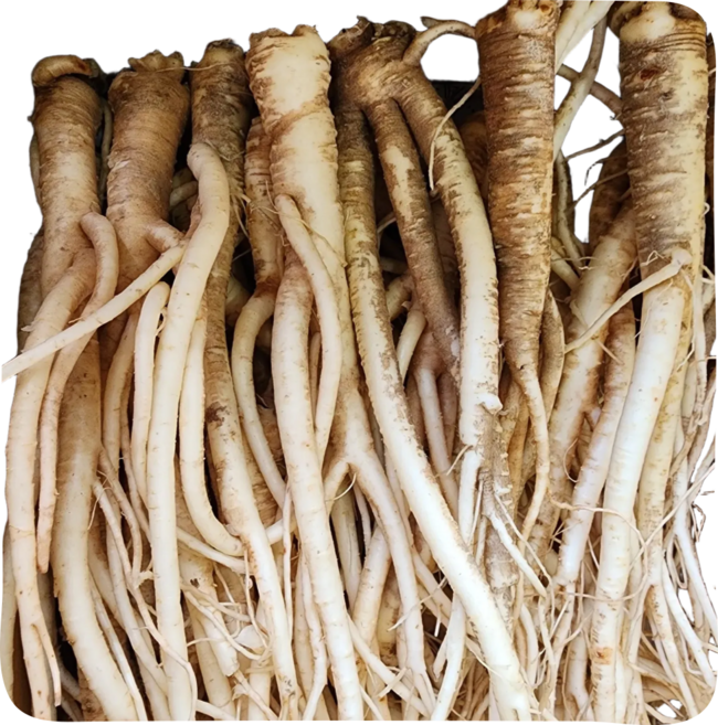 생도라지 국산 약도라지 흙약도라지 3년근 영주 봉화 26년, 흙도라지, 흙약도라지-상품, 1개, 흙약도라지-상품 1kg