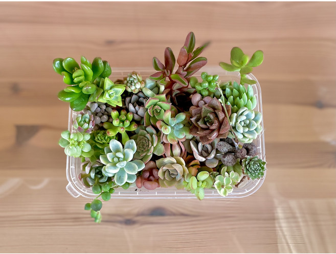 컷팅 다육이 다육아트 재료 200g 공기정화 반려식물 국민다육이, 1개