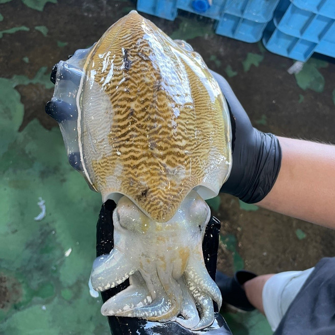 [당일조업] 통통 생물 갑오징어, 1개