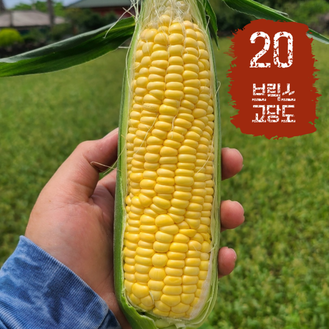 산지직송 제주 초당옥수수 15cm내외 특품 10개 20개 30개 껍질제거 손질완료, 껍질제거 특품 20개 (14cm 이상)