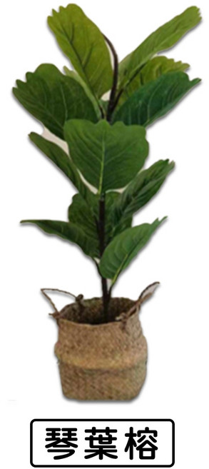 仿真植物盆栽 琴葉榕 龜背芋 滴水觀音蓮 室內綠植擺飾, 1個, <新款> 琴葉榮 高60公分