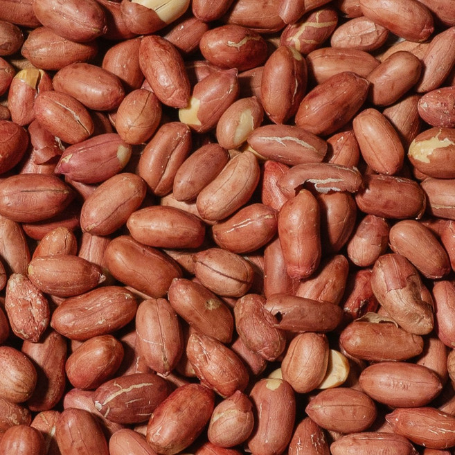 2025 햇 농협 고창 볶음 알 땅콩, 1세트, 500g