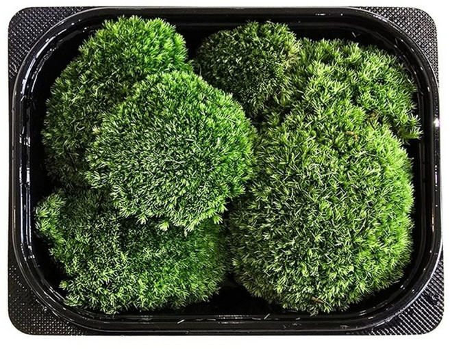 가든홀릭 비단이끼 국산 생이끼 테라리움 당일발송, 1개