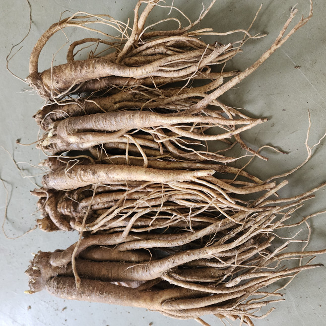 도라지 흙약도라지 햇도라지 국산 영주, 1개, 흙약도라지(중) 2kg