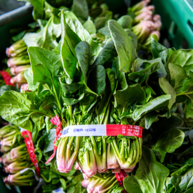 [당일수확] 남해 시금치 포항초 섬초 단묶음, 2개, 300g