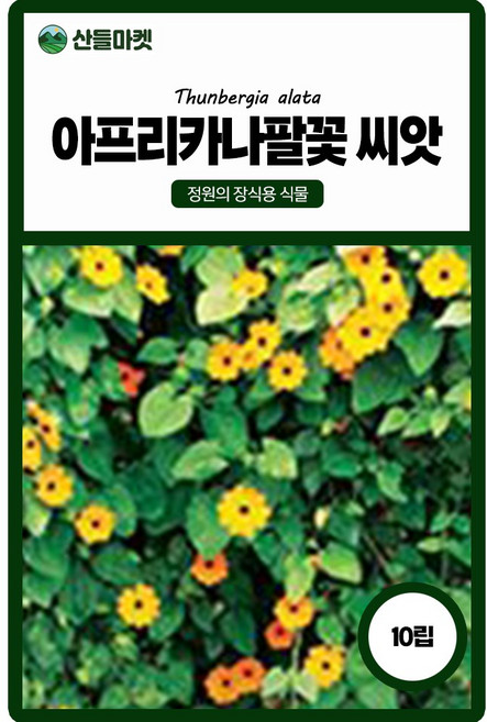 산들마켓 아프리카 나팔꽃 씨앗 10립 덩굴 사이로 비스킷 닮은 꽃들이 나오는 블랙아이 꽃씨 종자, 1개