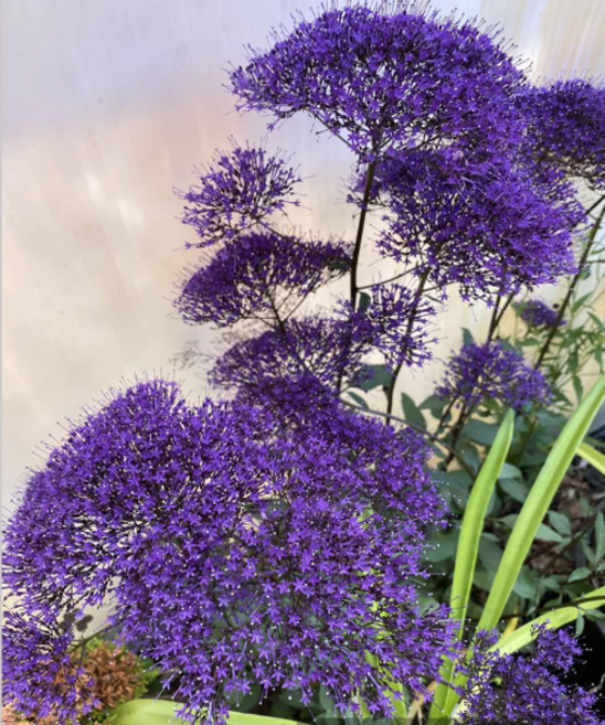 석무초 (트라켈리움) 바이올렛 씨앗 소포장 대포장, 1개, 소포장 50립