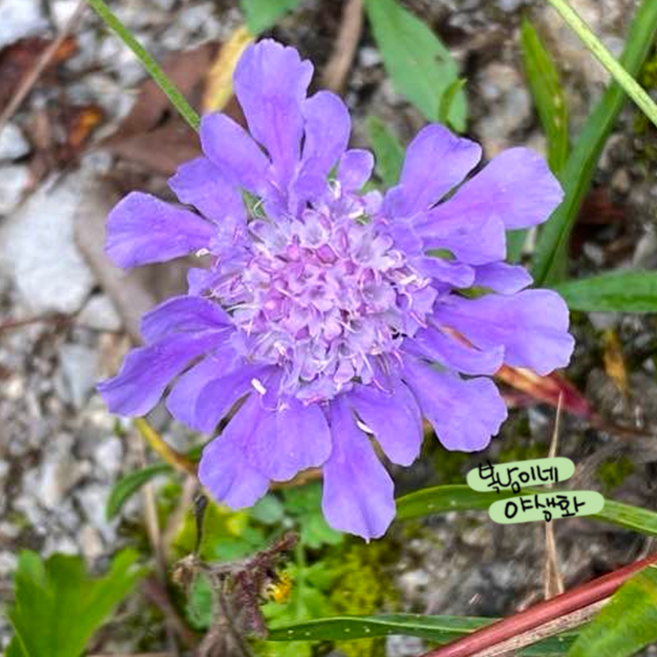토종 솔체꽃 [3개 복남이네야생화 모종 토종식물 솔채 퍼플 스카비오사 scabiosa], 3개